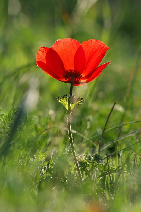 photo "Anemone coronaria" tags: nature, travel, Asia, flowers