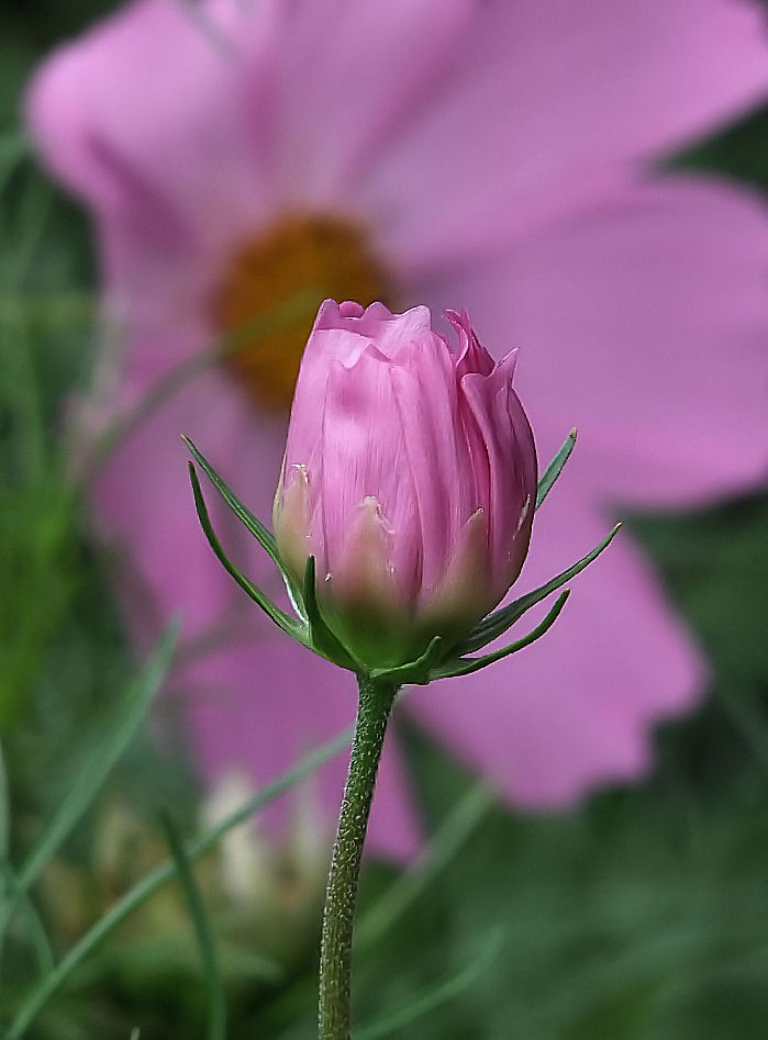 photo "***" tags: nature, flowers