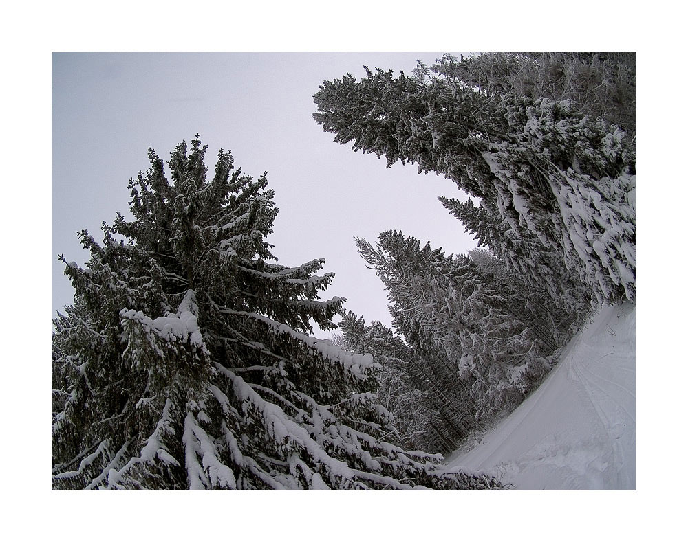 photo "***" tags: landscape, forest, winter