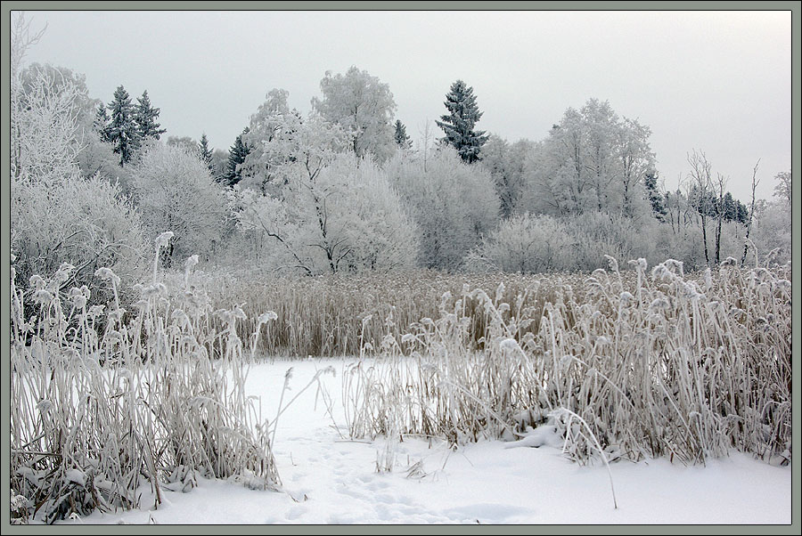 photo "***" tags: landscape, forest, winter