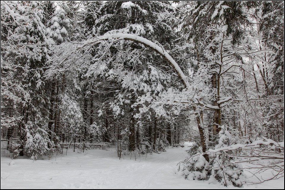 фото "В лесу" метки: пейзаж, зима, лес