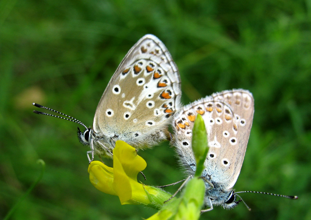 photo "* * *" tags: nature, macro and close-up, insect