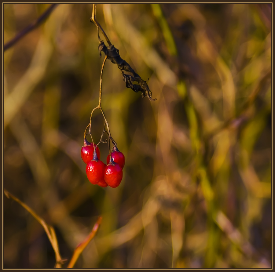 photo "Red drops" tags: nature, flowers