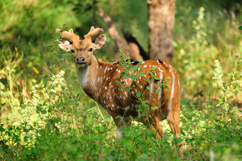 photo "***" tags: nature, wild animals