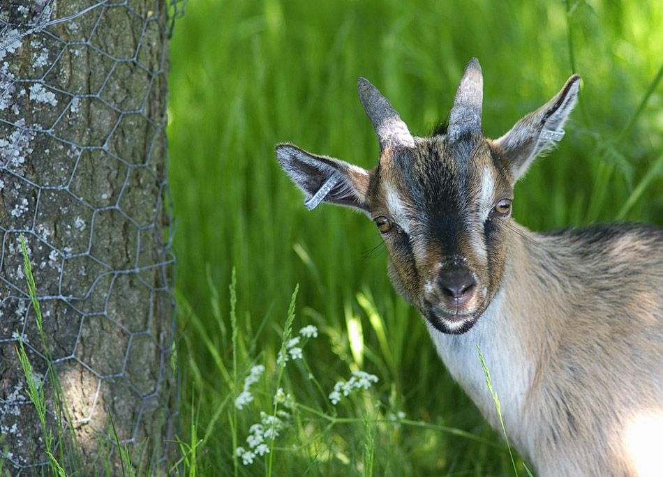 photo "Kid portrait..." tags: nature, pets/farm animals