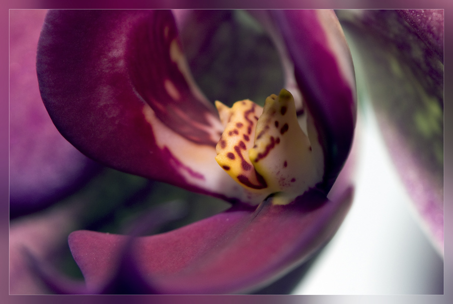 photo "***" tags: nature, macro and close-up, flowers