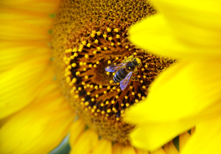 фото "Yellow Sweet" метки: природа, насекомое, цветы