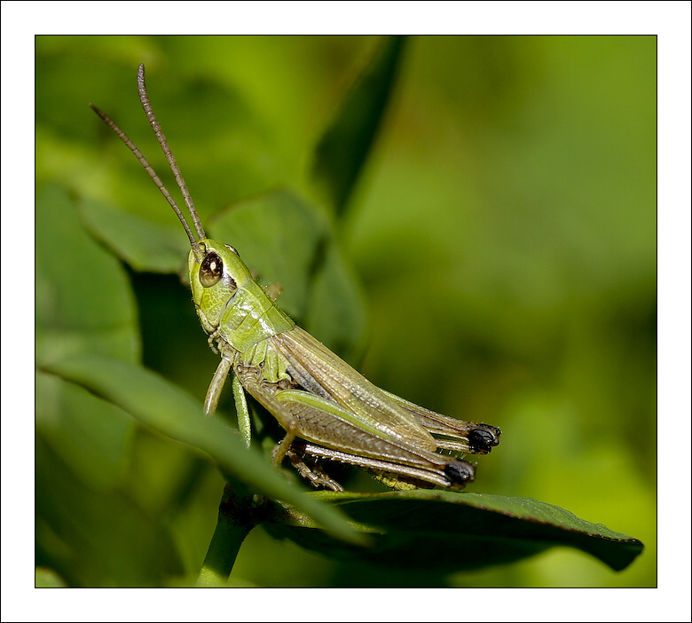 photo "***" tags: nature, insect