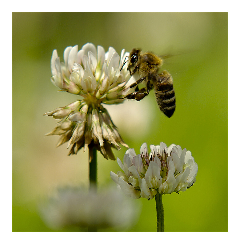 photo "***" tags: nature, insect