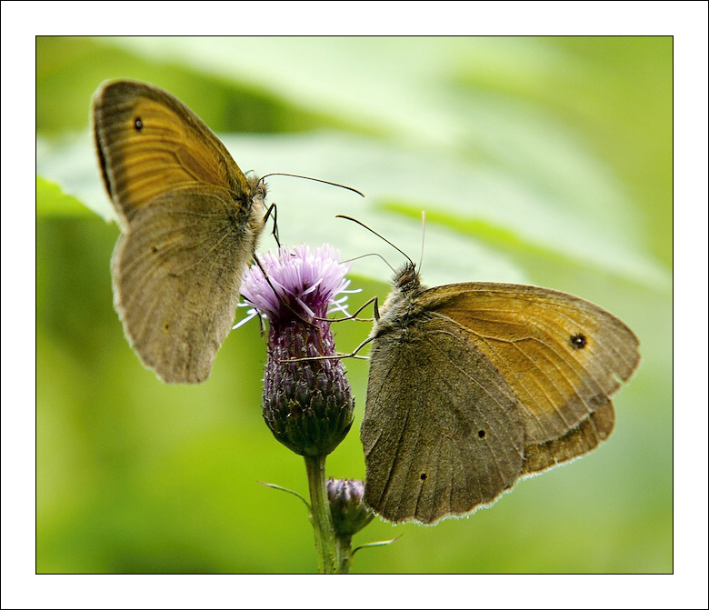 photo "***" tags: nature, insect