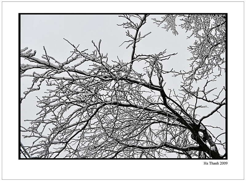 фото "Snow-covered tree" метки: пейзаж, зима