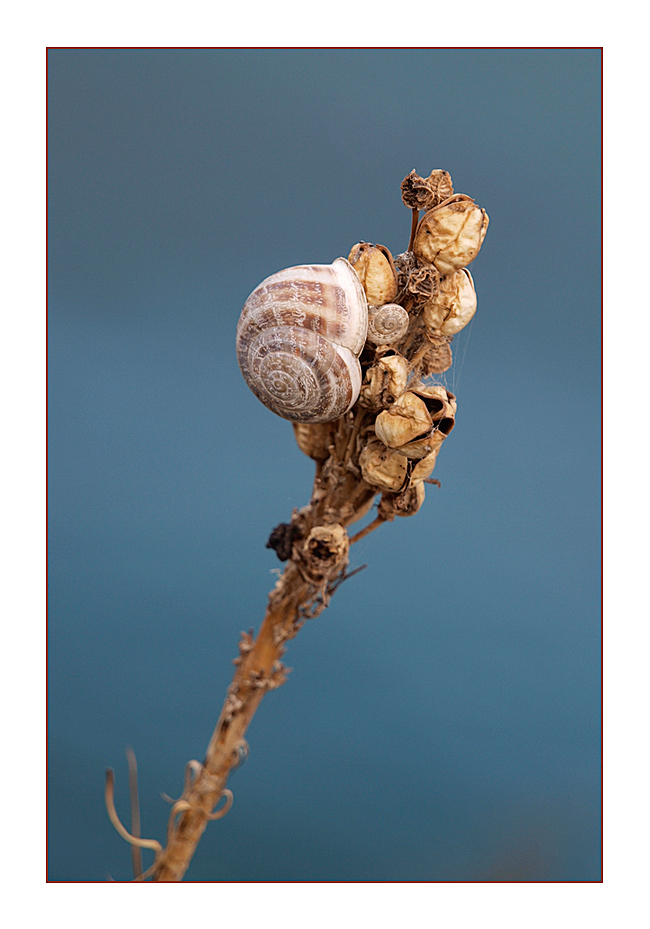 photo "***" tags: macro and close-up, nature, insect