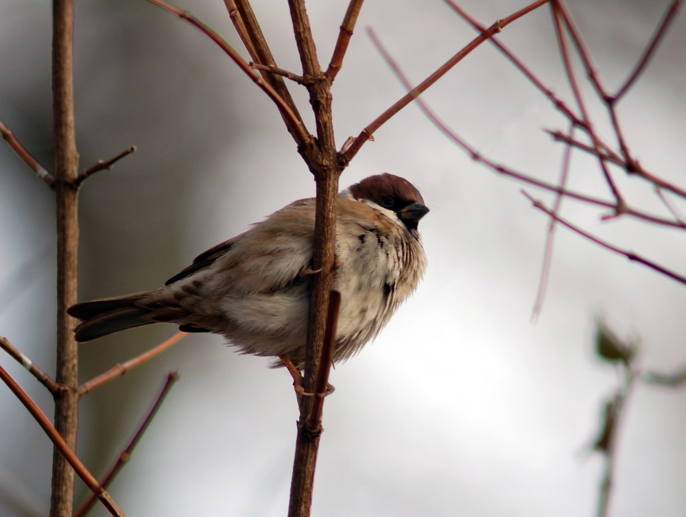 photo "***" tags: nature, wild animals