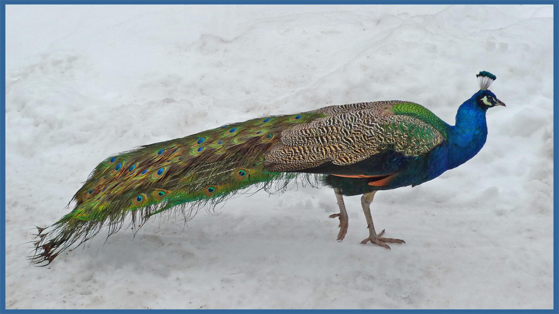 photo "Frostresistant peacock" tags: nature, 