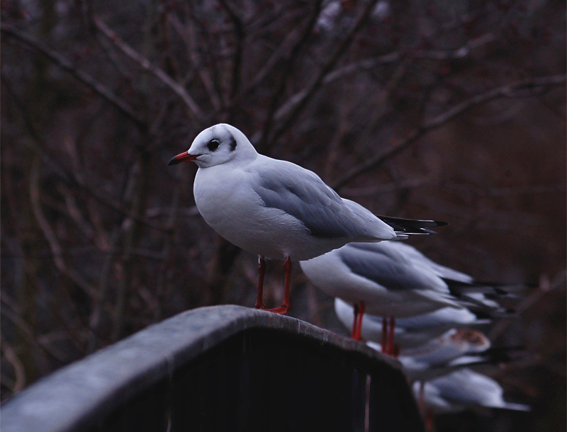 photo "***" tags: nature, wild animals