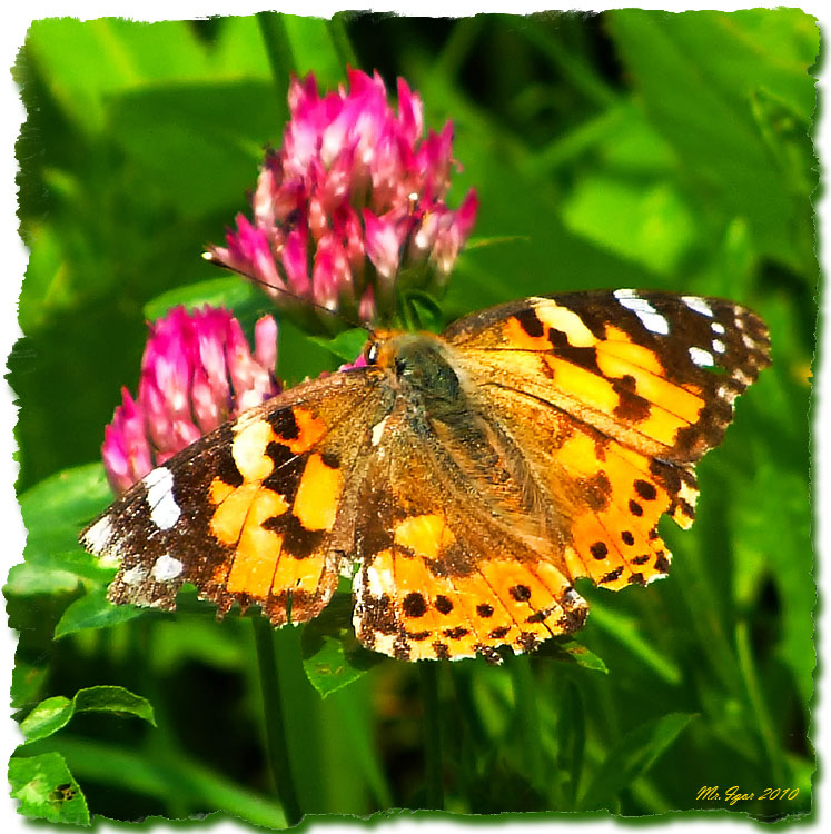 photo "Butterfly" tags: nature, flowers, insect