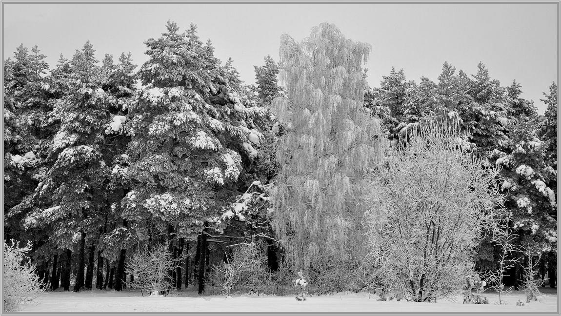 photo "***" tags: landscape, winter