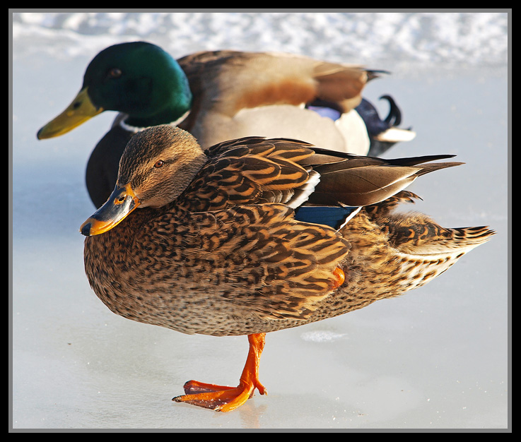 photo "Cold Feet" tags: nature, wild animals