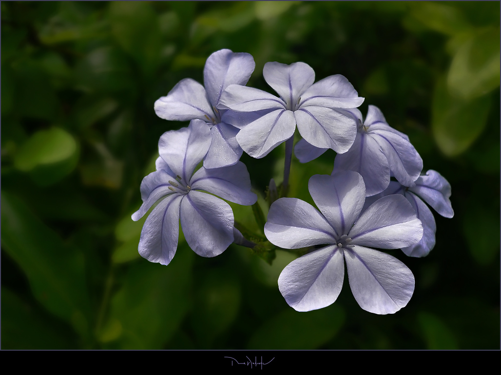 фото "Bela-emilia (Plumbago capensis)" метки: природа, цветы