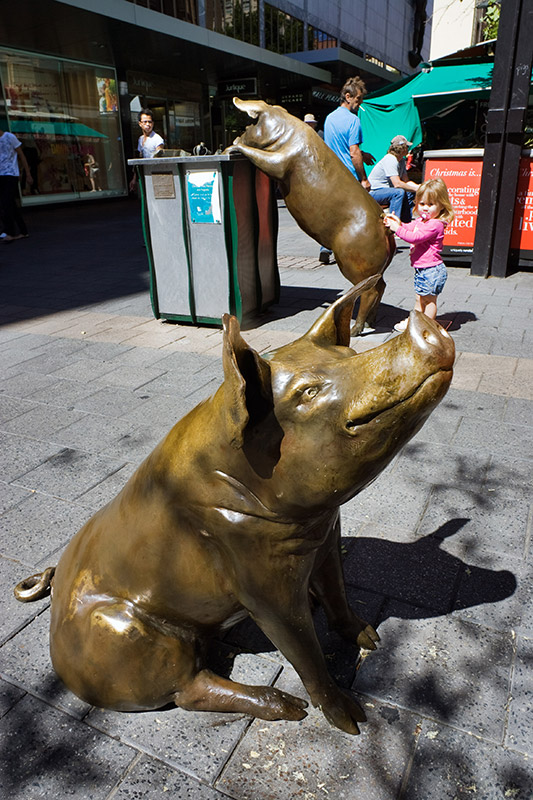 фото "Свинки" метки: жанр, путешествия, Австралия