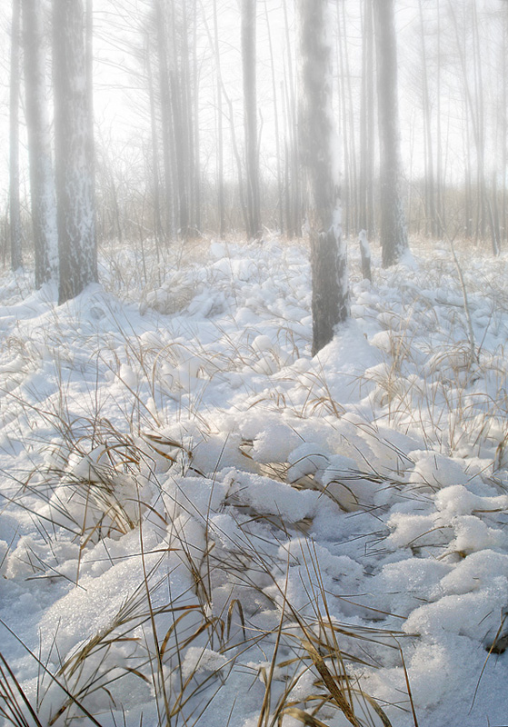 фото "на землю тихо опустилась зима..." метки: пейзаж, зима