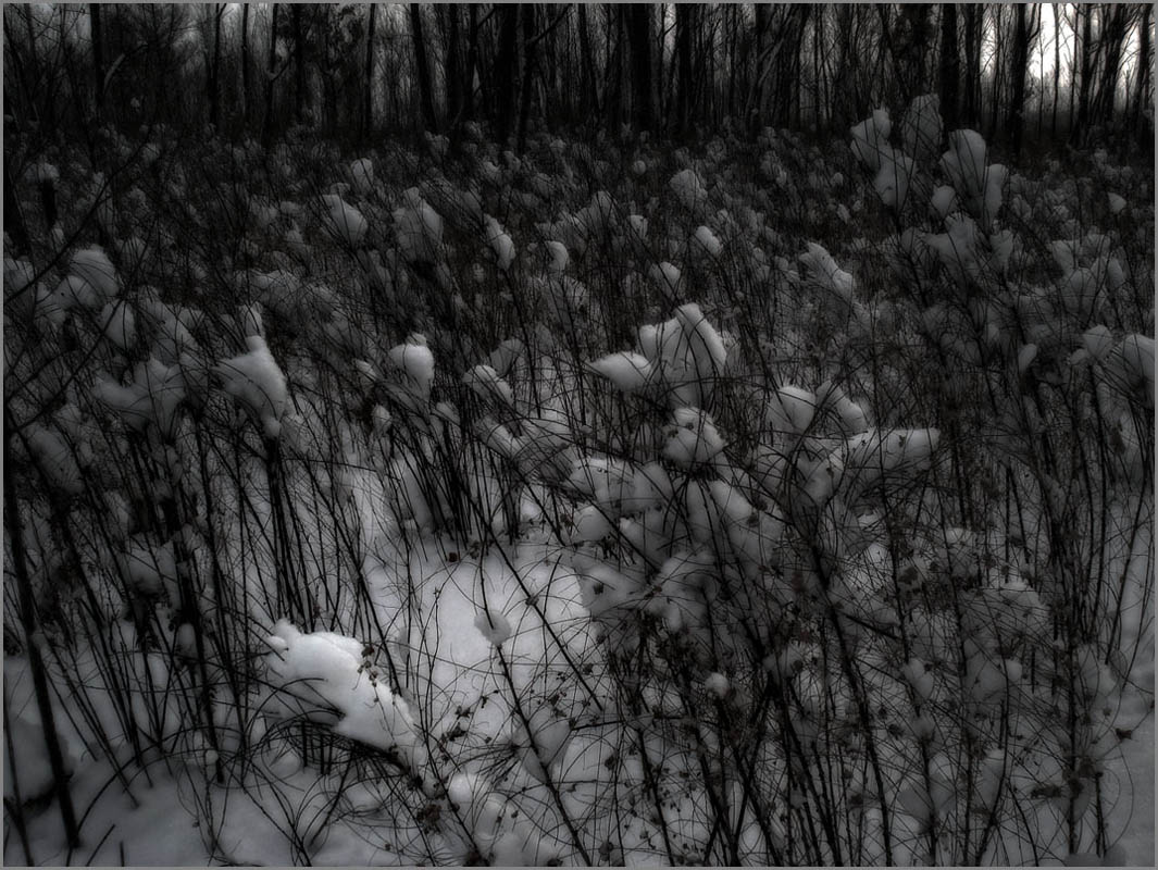 фото "приглашение в зимний лес" метки: пейзаж, зима