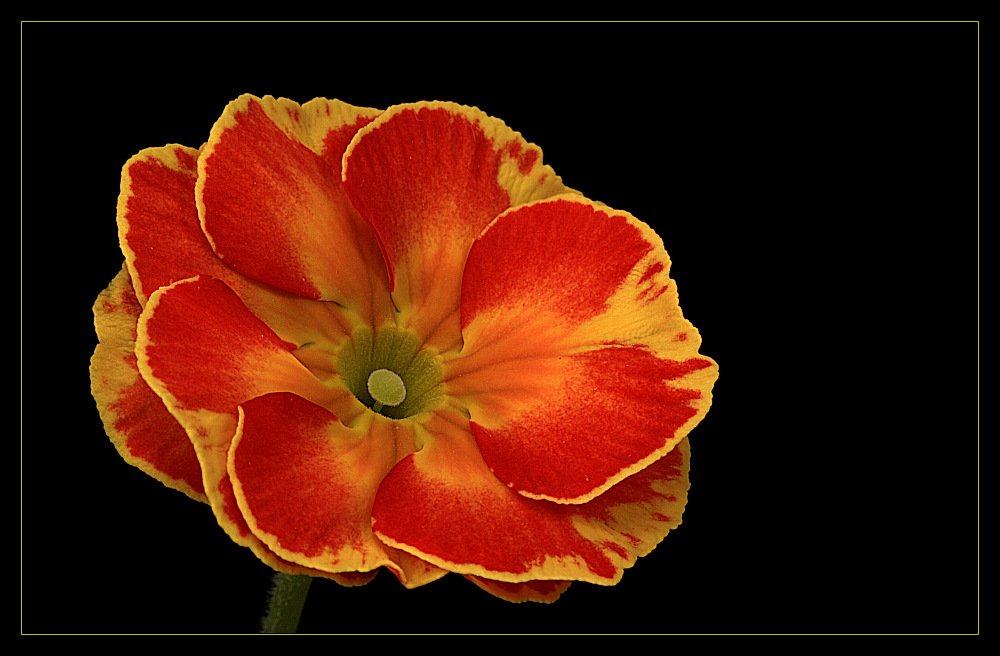 photo "primula" tags: nature, flowers