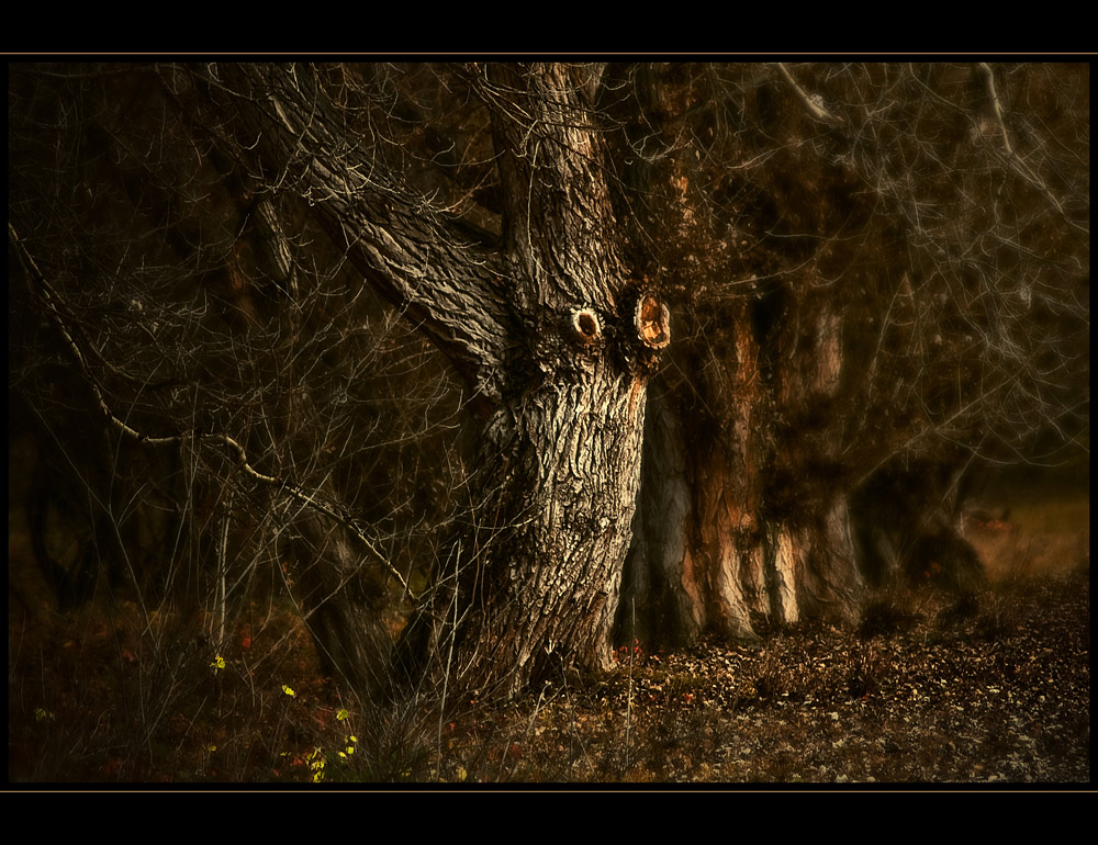 photo "Dark Forest" tags: landscape, forest