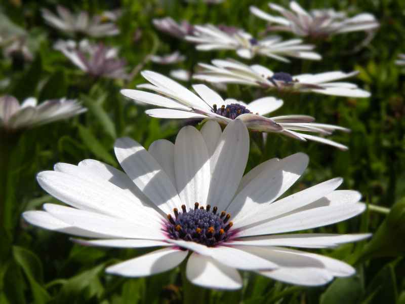 фото "Белокрылые" метки: природа, цветы