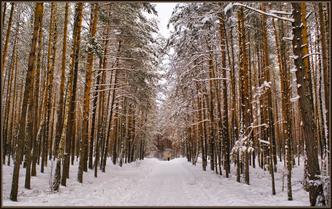 photo "Forest" tags: landscape, winter