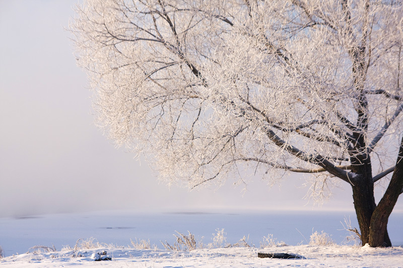 photo "Winter in Moscow" tags: landscape, winter