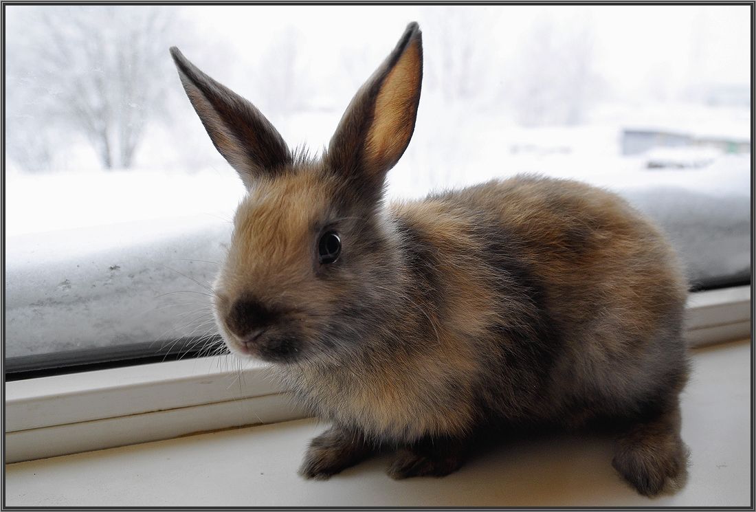 photo "***" tags: nature, pets/farm animals