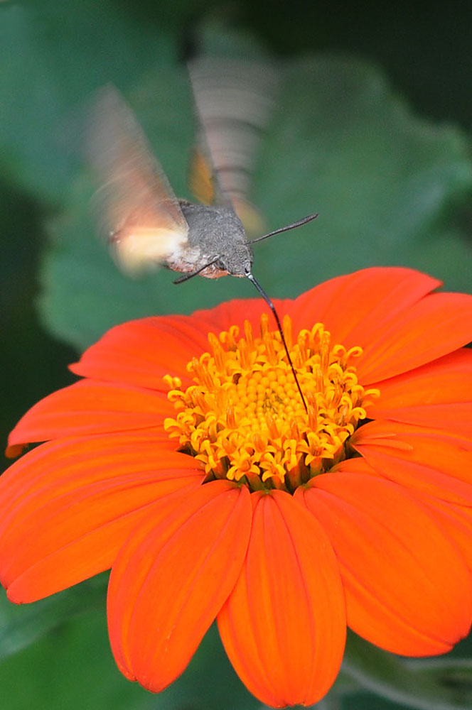 photo "Joie de Vivre" tags: nature, flowers, insect