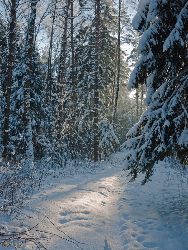 photo "***" tags: landscape, forest, winter