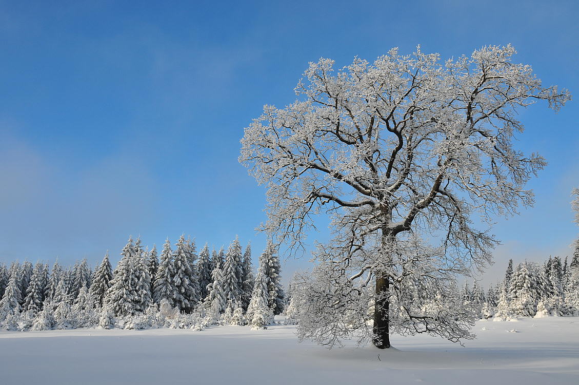 photo "Мороз и солнце" tags: landscape, winter