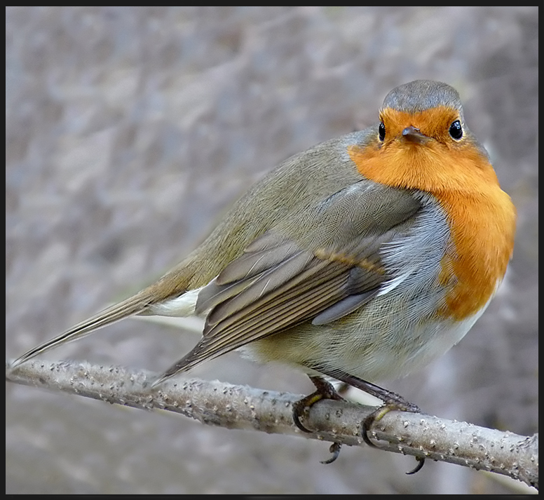 фото "Зарянка ( Erithacus rubecula)" метки: природа, дикие животные