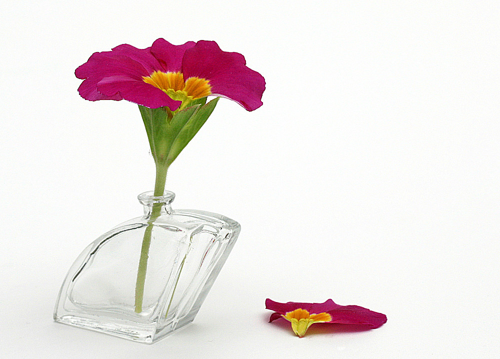 photo "broken primula" tags: nature, flowers