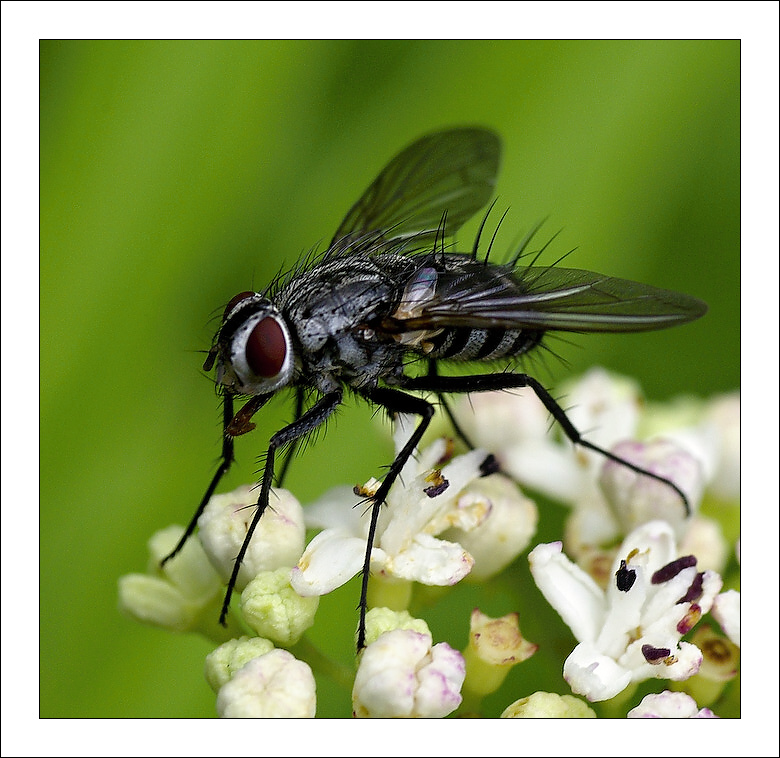 photo "***" tags: nature, insect