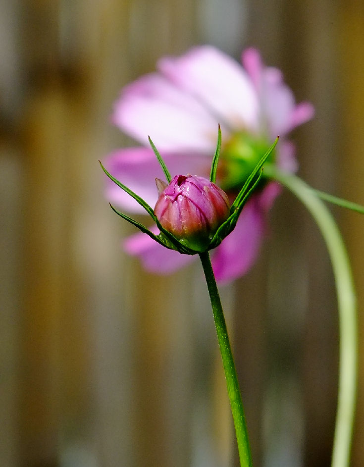 photo "***" tags: nature, flowers