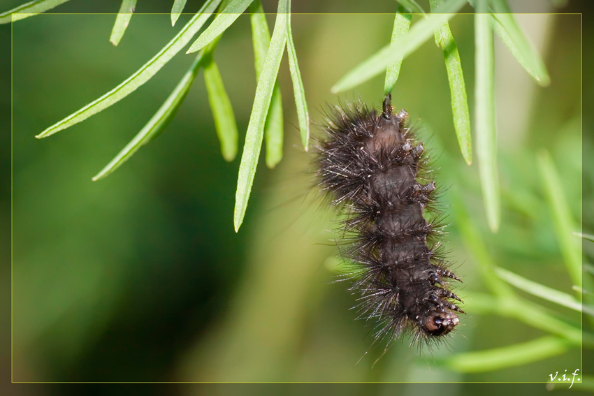 photo "***" tags: macro and close-up, nature, insect