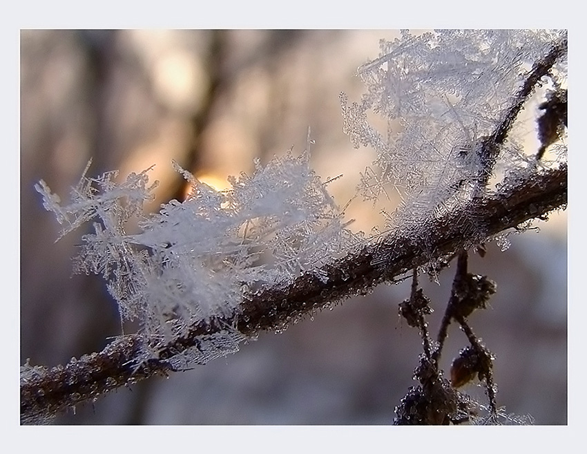 photo "***" tags: macro and close-up, landscape, winter