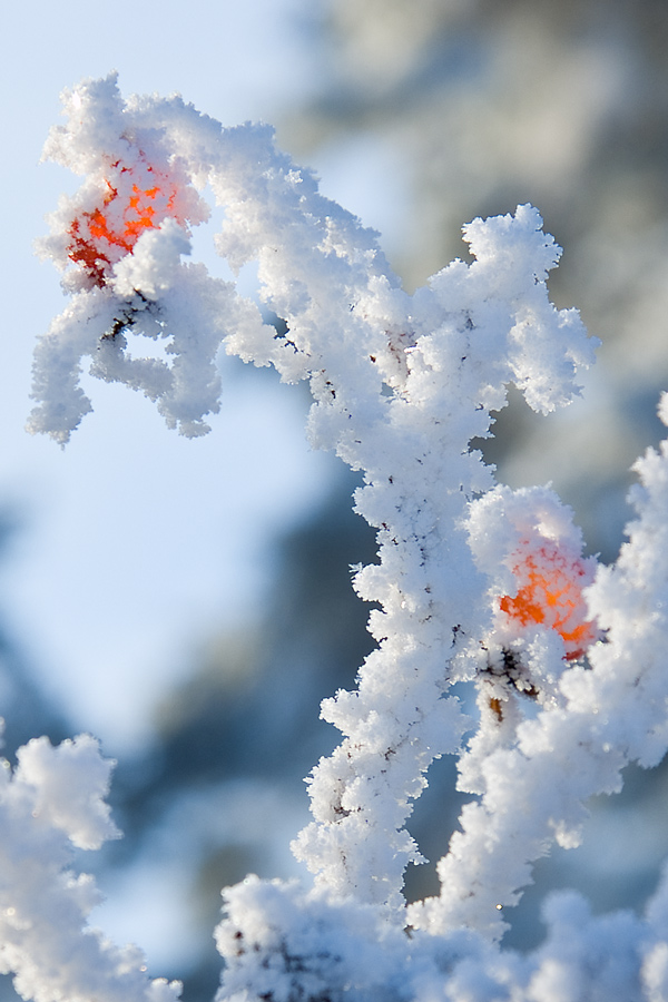 photo "***" tags: landscape, nature, flowers, winter