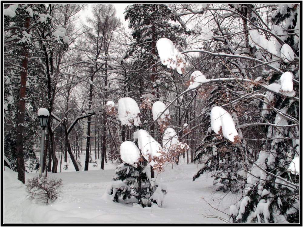 фото "***" метки: пейзаж, зима, лес