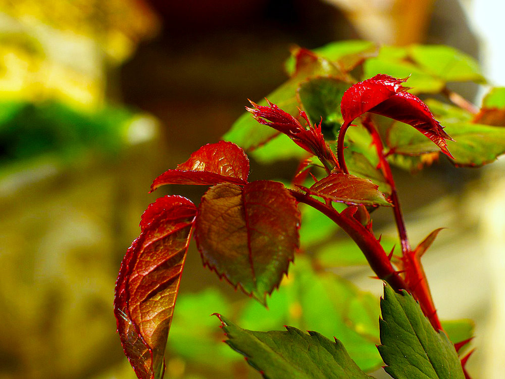 photo "***" tags: nature, flowers