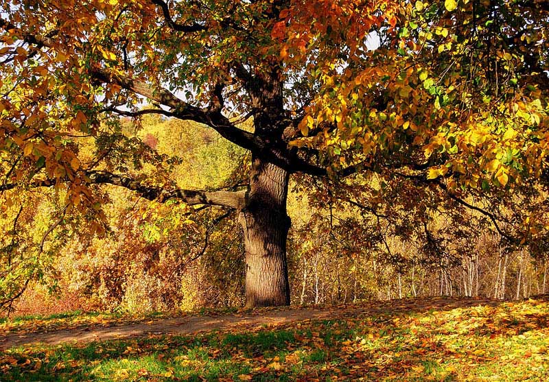 photo "***" tags: landscape, autumn