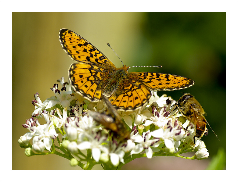 фото "***" метки: природа, насекомое