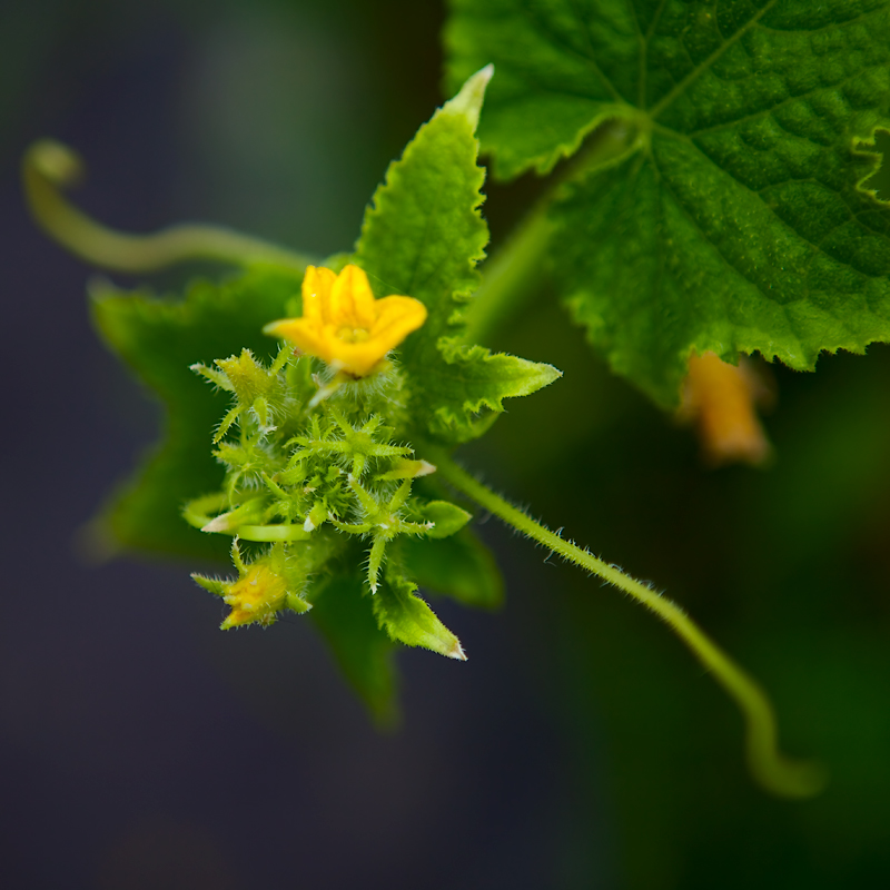 photo "***" tags: macro and close-up, 