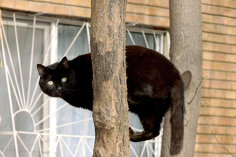 photo "Hello from the height! / Привет от высоты!" tags: nature, technics, pets/farm animals