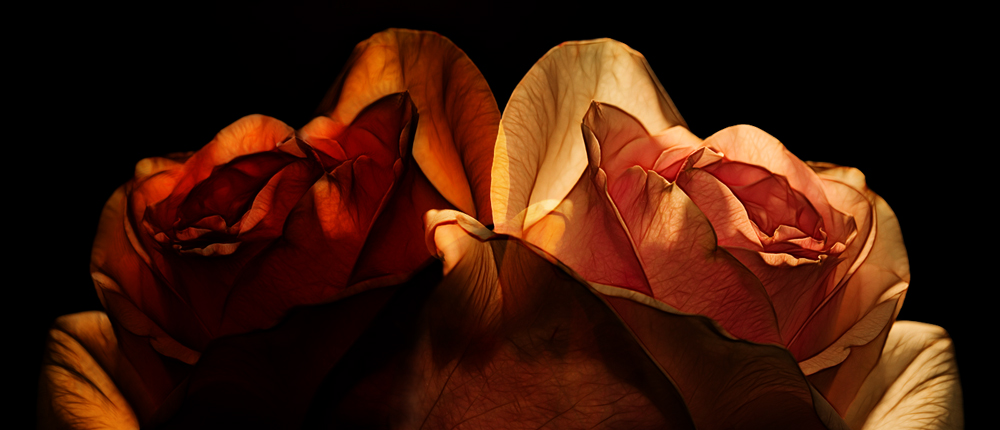 photo "Two parties of one rose" tags: abstract, montage, 