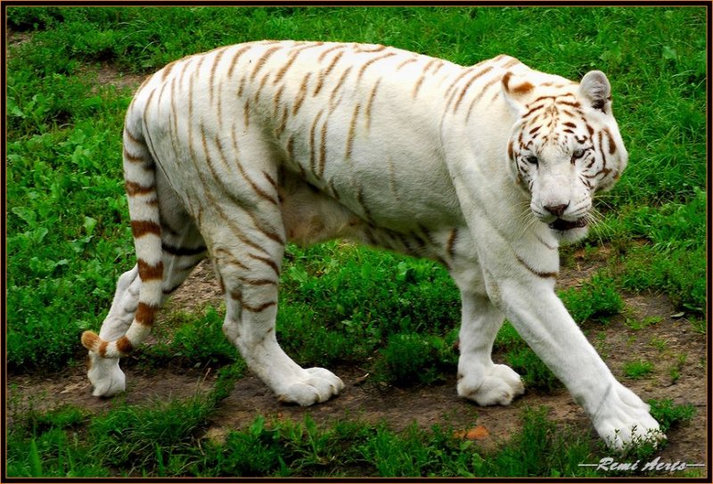 photo "beware dangerous" tags: nature, travel, wild animals